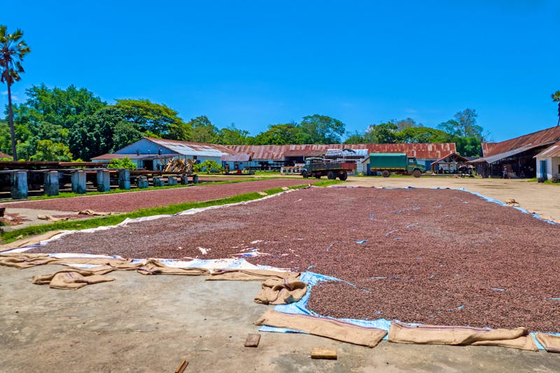 Kakao-Plantage bei Ambanja auf Madagaskar - Kakaobohnen trocknen - ©Tobias - stock.adobe.com