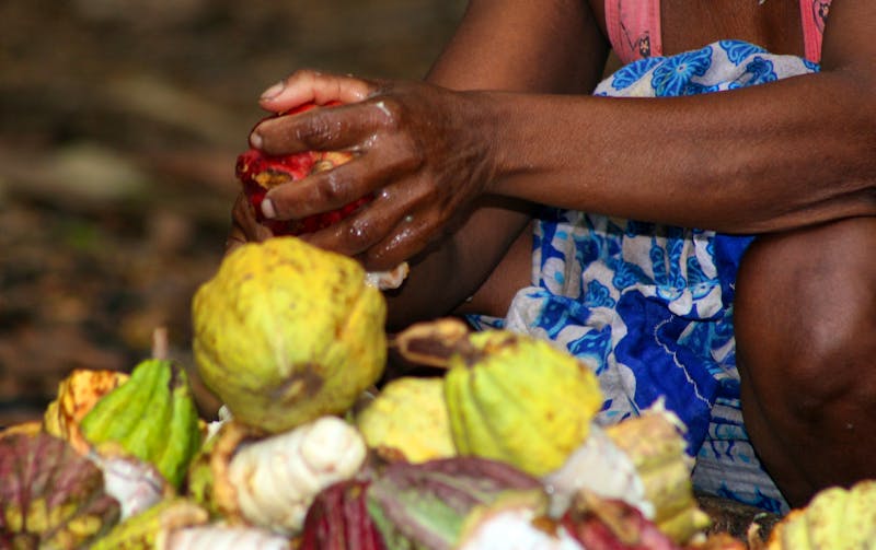 Kakao-Verarbeitung auf Madagaskar - ©photos4nature - stock.adobe.com