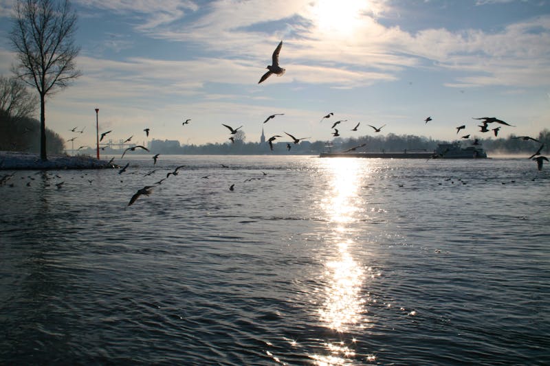 Winter am Rhein bei Bonn - &copy;Sean - stock.adobe.com