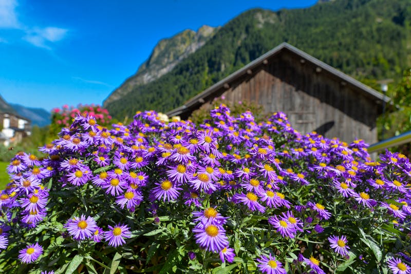 Alpen-Aster - &copy;Ilhan Balta - stock.adobe.com