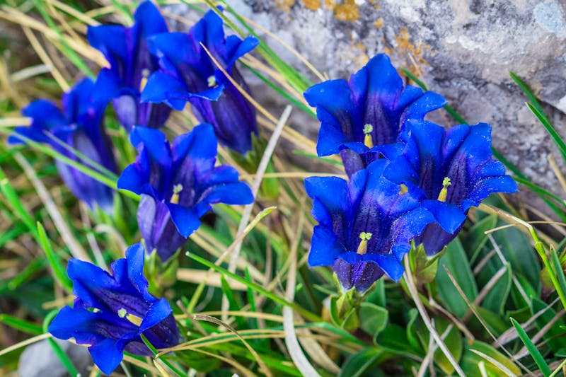 Blauer Enzian - &copy;Viliam - stock.adobe.com