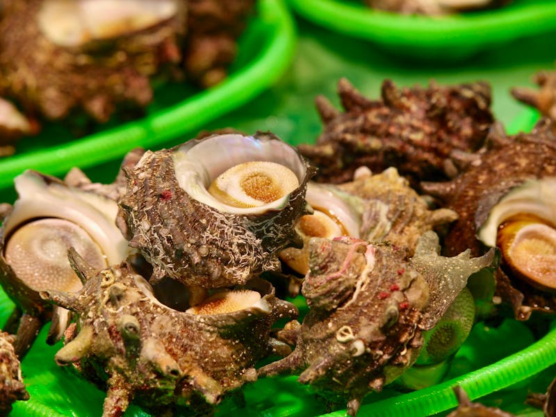 Markt in Sakaiminato - Turbanschnecken - &copy;Tsuyoshi_Kaneko - stock.adobe.com