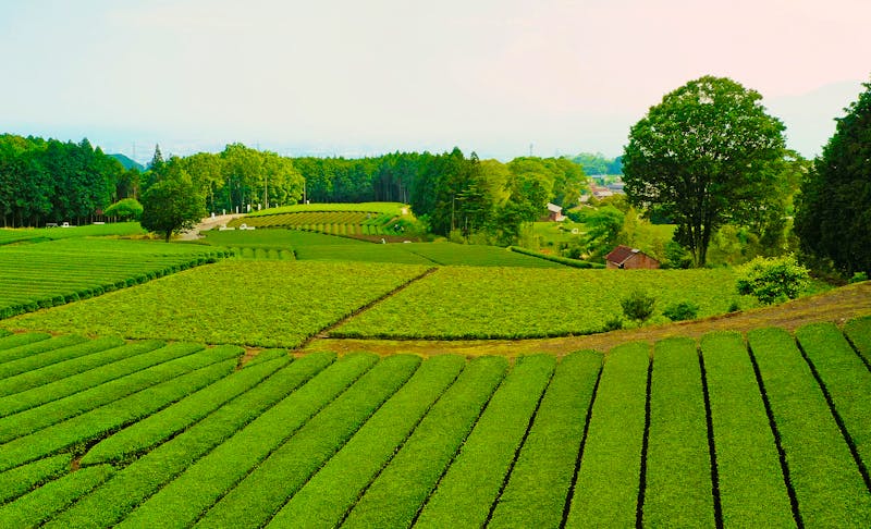 Teeanbau auf dem Nihondaira-Plateau bei Shimizu - &copy;Fly_and_Dive - stock.adobe.com