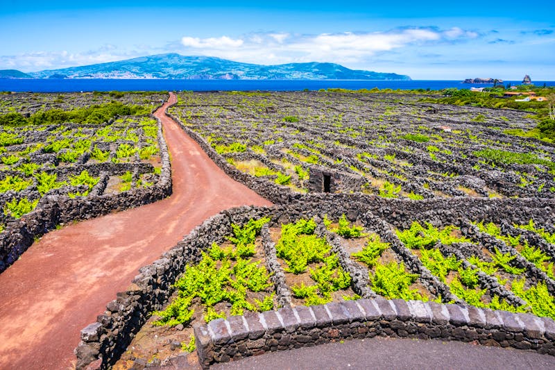 Weinfelder auf der Azoren-Insel Pico - &copy;pkazmierczak - stock.adobe.com