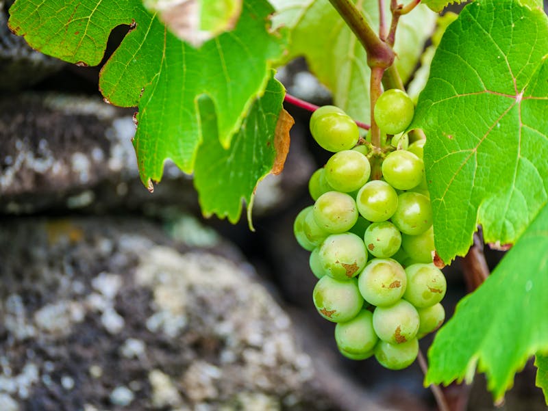 Wein auf der Azoren-Insel Pico - &copy;Alex - stock.adobe.com