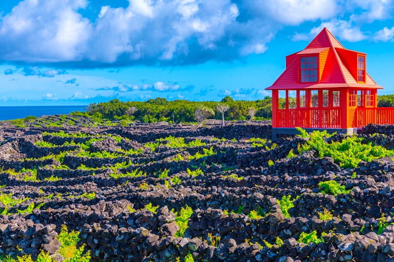Weinfelder auf der Azoren-Insel Pico - &copy;dudlajzov - stock.adobe.com