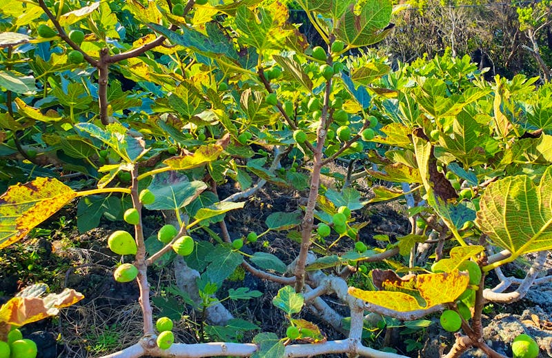 Feigenbaum auf der Insel Pico - &copy;Ria Heilmann - Eberhardt TRAVEL
