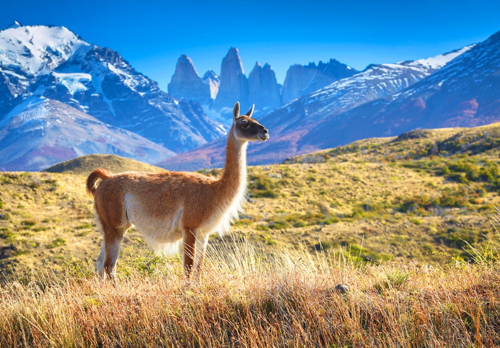 Guanako in Nationalpark Torres del Paine – © sunsinger - stock.adobe.com