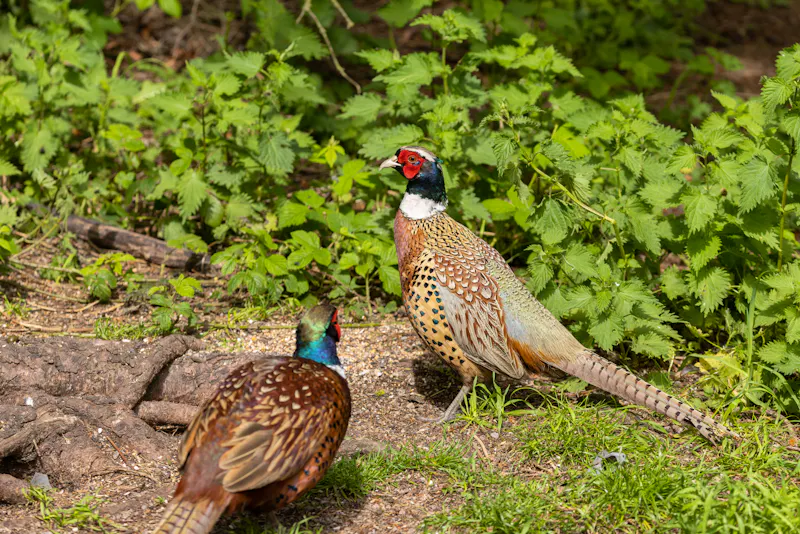 Fasane im RHS Garden Harlow Carr in England - &copy;Tom - stock.adobe.com
