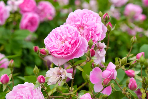 Rosen im RHS Garden Harlow Carr in England &ndash; &copy; Alexandra - stock.adobe.com