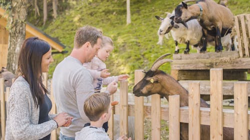 Streichelzoo im Hotel Stadt Wien &ndash; &copy; makeART OG