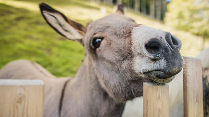 Esel Carlos im Hotel Stadt Wien &ndash; &copy;makeART OG