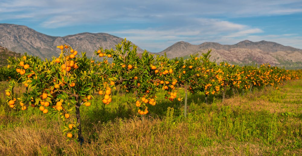 Mandarinenplantage in Neretva Delta, Kroatien &ndash; &copy; Mike Mareen - stock.adobe.com