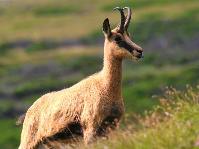Gämse auf der Raxalpe - &copy;kstipek - stock.adobe.com