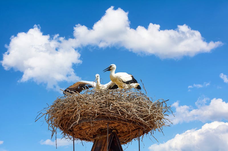 Störche in Rust am Neusiedler See im Burgenland - &copy;travelpeter - stock.adobe.com