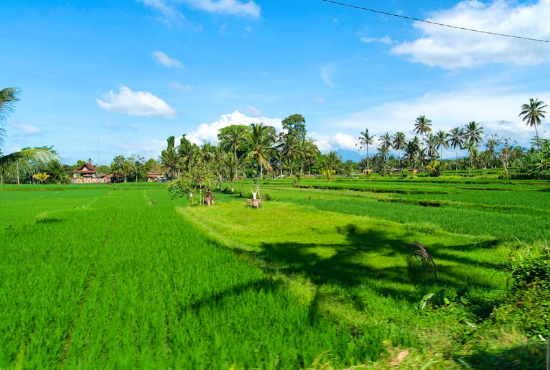 Jeeptour auf Bali - Reisfelder und Bauernhäuser - &copy;Sten Bernhardt - Eberhardt TRAVEL