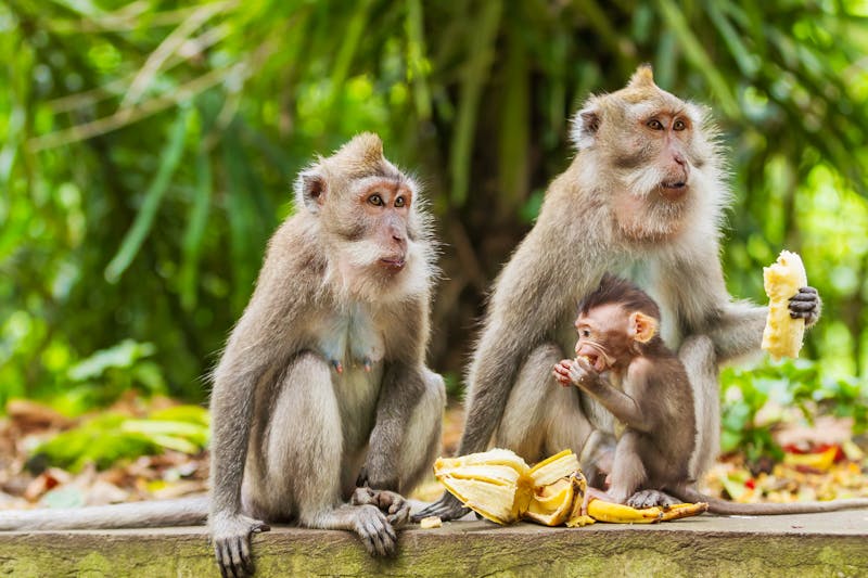 Affenwald in Ubud - &copy;Konstantin Aksenov - stock.adobe.com