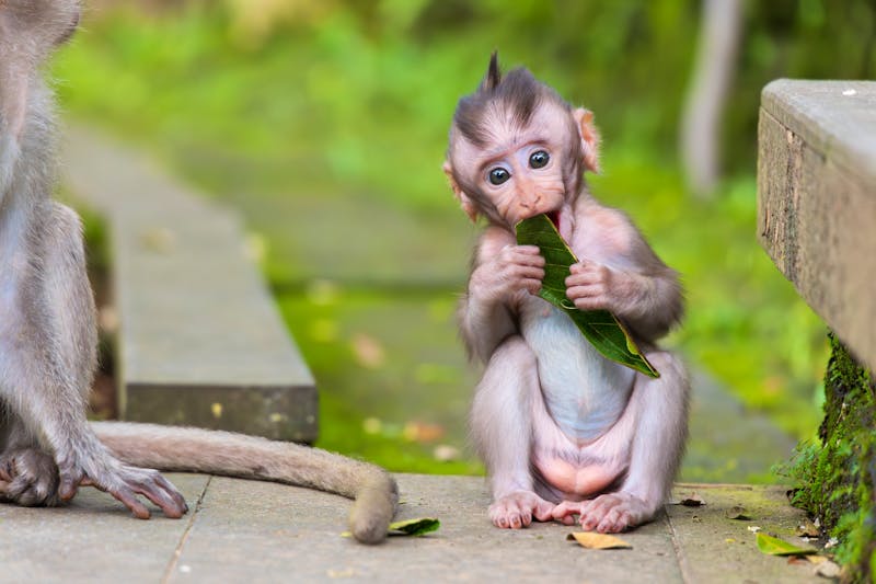 Affenwald in Ubud - &copy;kalama - stock.adobe.com