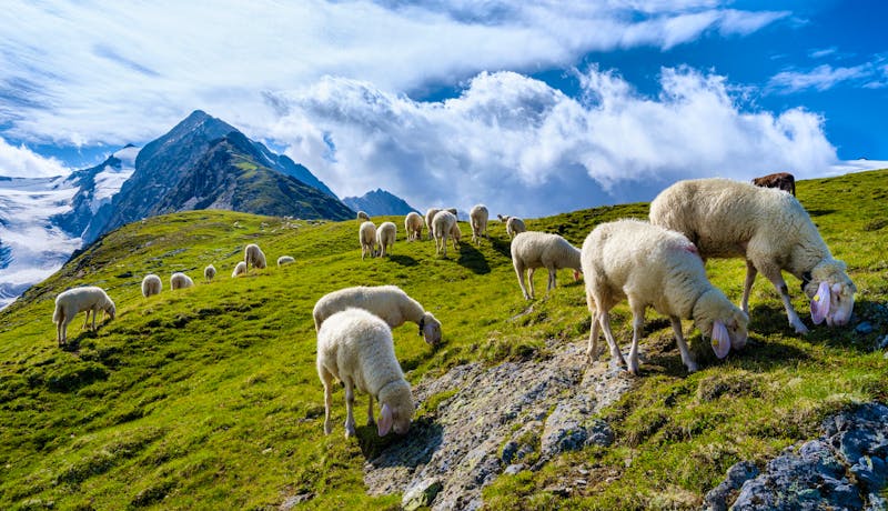 Schafe auf den Hochalmen im Ötztal - &copy;Martin Zwick / DanitaDelimont.com - stock.adobe.com