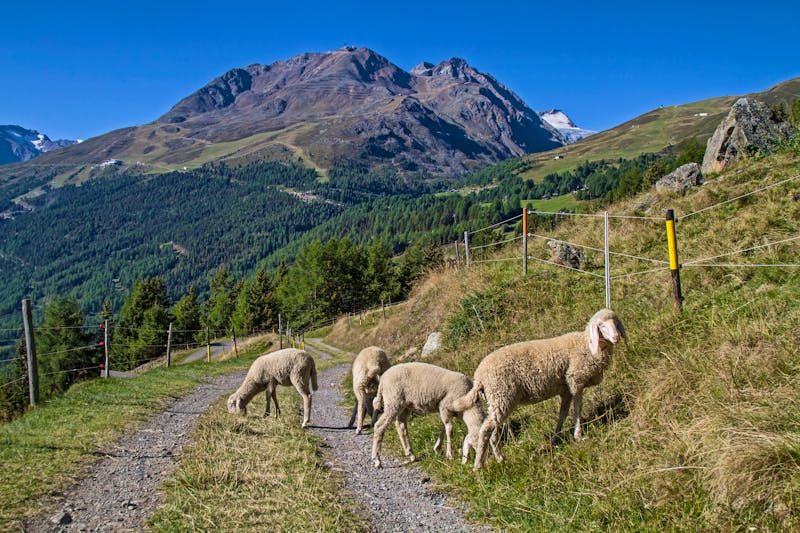 Schafe im Ötztal in Tirol - &copy;Hans und Christa Ede - stock.adobe.com