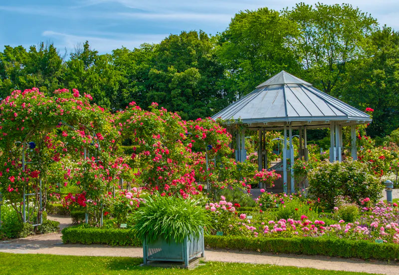 Planten un Blomen in Hamburg  - Rosengarten  - &copy;Bernd - stock.adobe.com