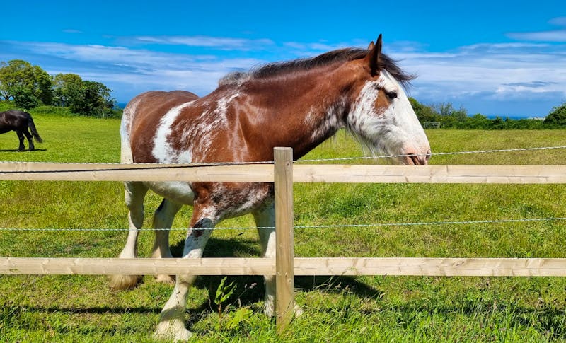 Pferde bei Rozel Bay - &copy;Kristin Weigel - Eberhardt TRAVEL