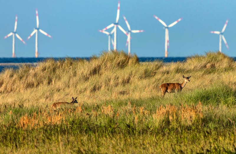 Windräder und Rehe an der Flensburger Förde - &copy;Klaus Haase  - stock.adobe.com