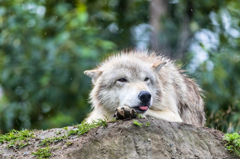Wildlife Conservation Center in Whittier - Wolf - &copy;Claus - stock.adobe.com