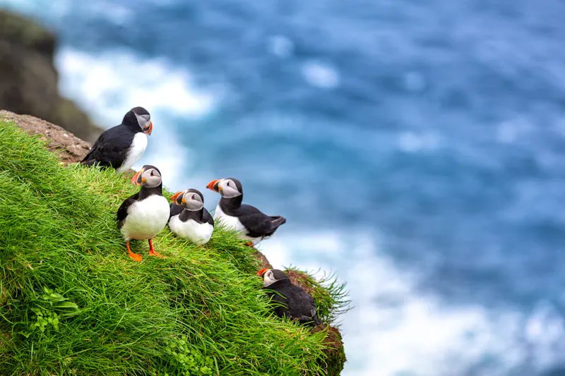 Papageientaucher auf der Färöer-Insel Mykines - &copy;ronnybas - stock.adobe.com