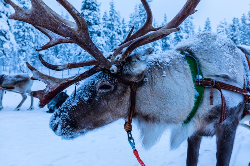 Rentier in Finnland - &copy;隼 山崎 - stock.adobe.com