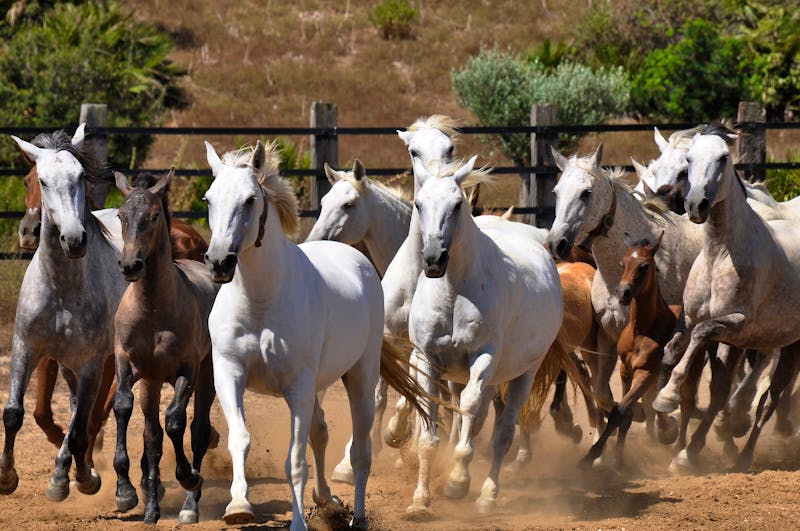 Andalusische Pferde - &copy;tayacan90 - stock.adobe.com