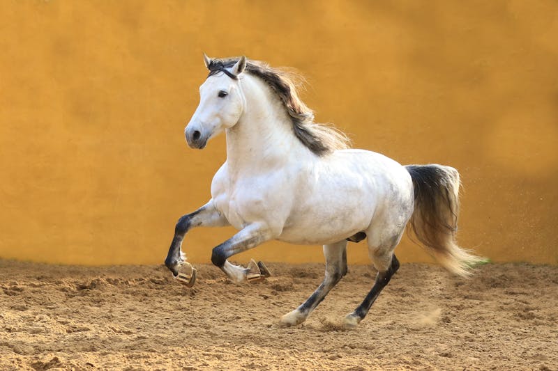 Andalusisches Pferd - &copy;Petra Eckerl - stock.adobe.com