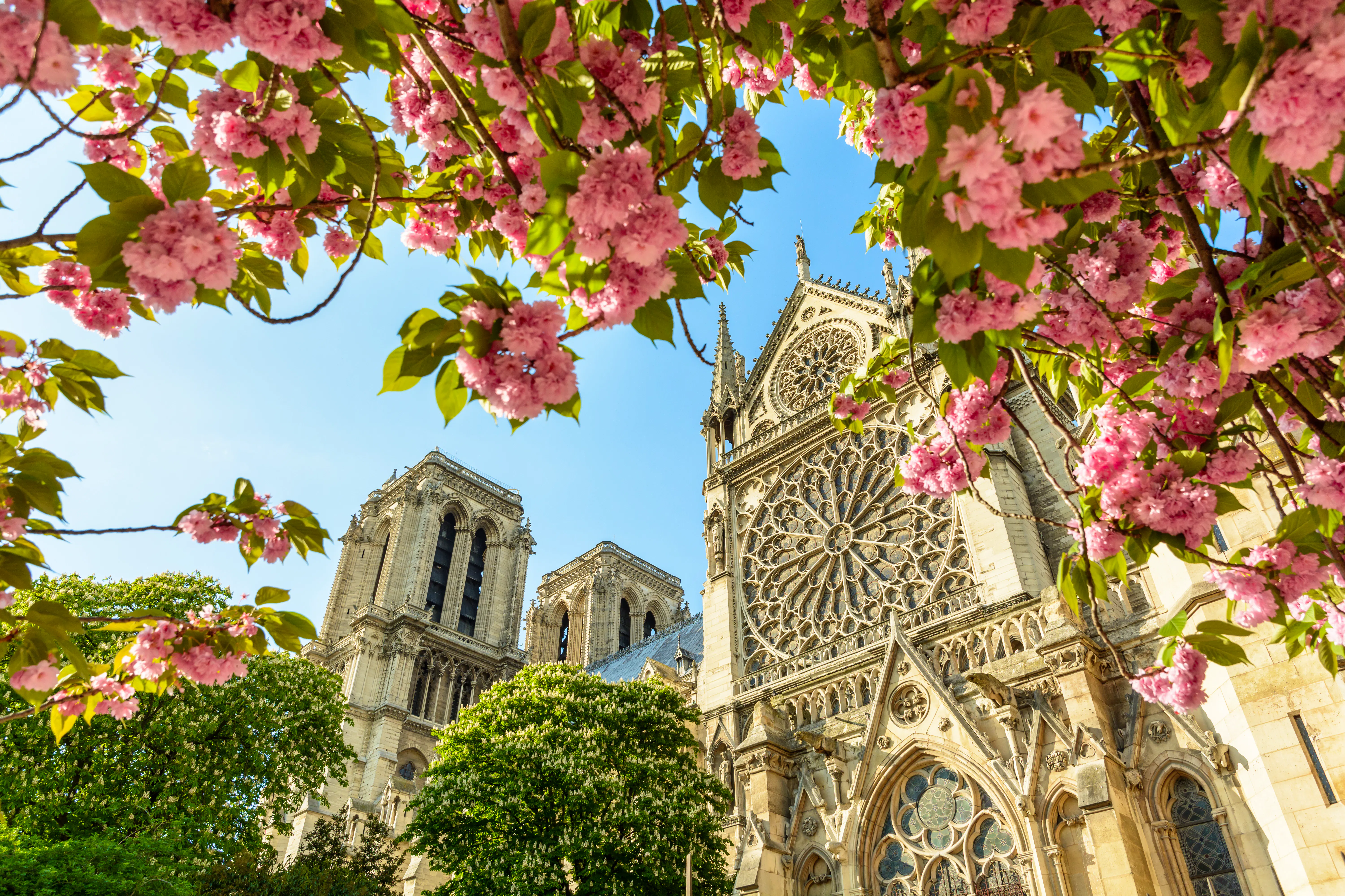 Kathedrale Notre-Dame in Paris mit japanischen Kirschzweigen im Vordergrund &ndash; &copy; olrat - stock.adobe.com