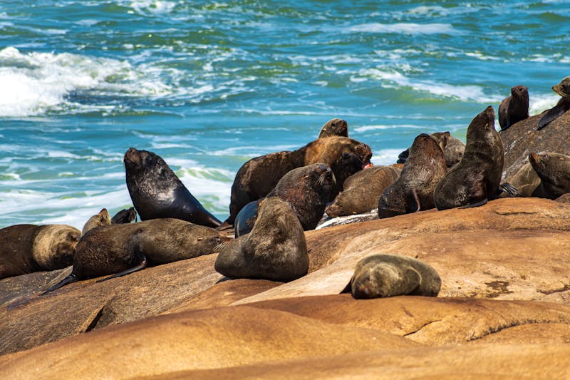 Cabo Polonio ist bekannt für die größte Seelöwenkolonie Südamerikas, die ganzjährig auf den Felsen nahe dem Leuchtturm beobachtet werden kann - &copy;Badamus - stock.adobe.com