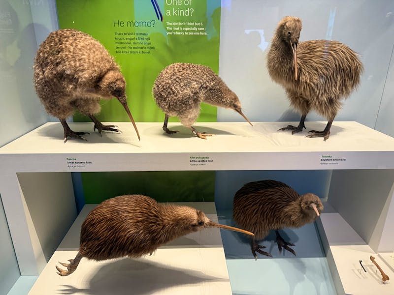 Kiwis im Te Papa Tongarewa Museum Wellington, Neuseeland - &copy;Leon Prinz - Eberhardt TRAVEL