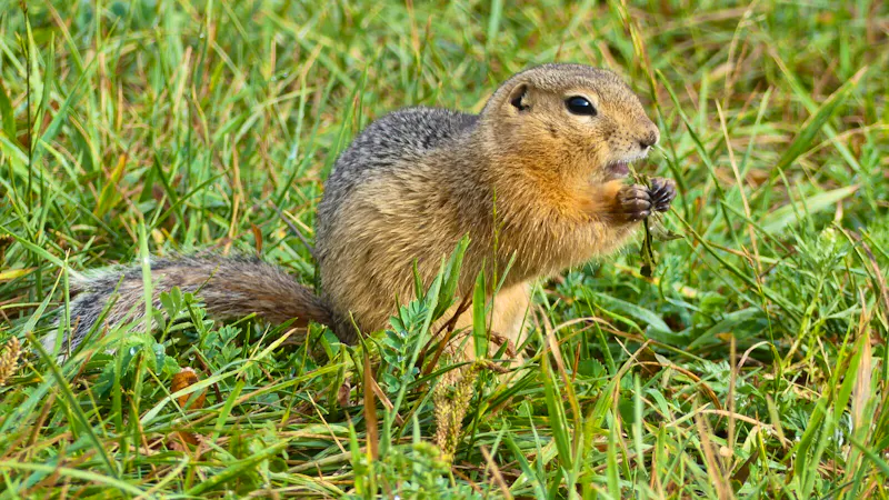 Ziesel - &copy;Galina Kraslavskaya - Eberhardt TRAVEL