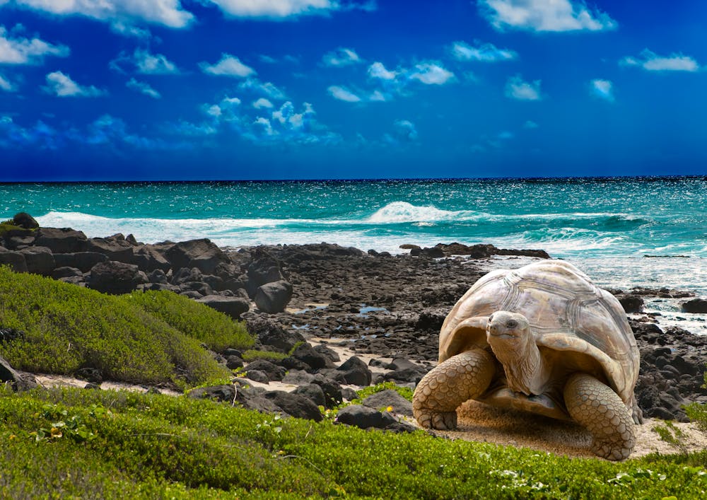 Landschildkröte in tropischer Landschaft &ndash; &copy; Konstantin Kulikov - stock.adobe