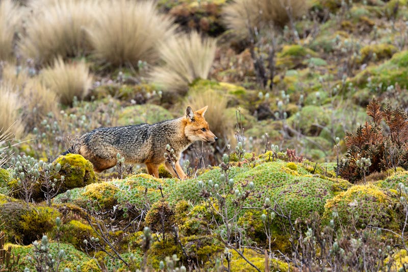 Andenfuchs in der üppigen Vegetation des Antisana-Nationalpark - &copy;Ludovic - stock.adobe.com