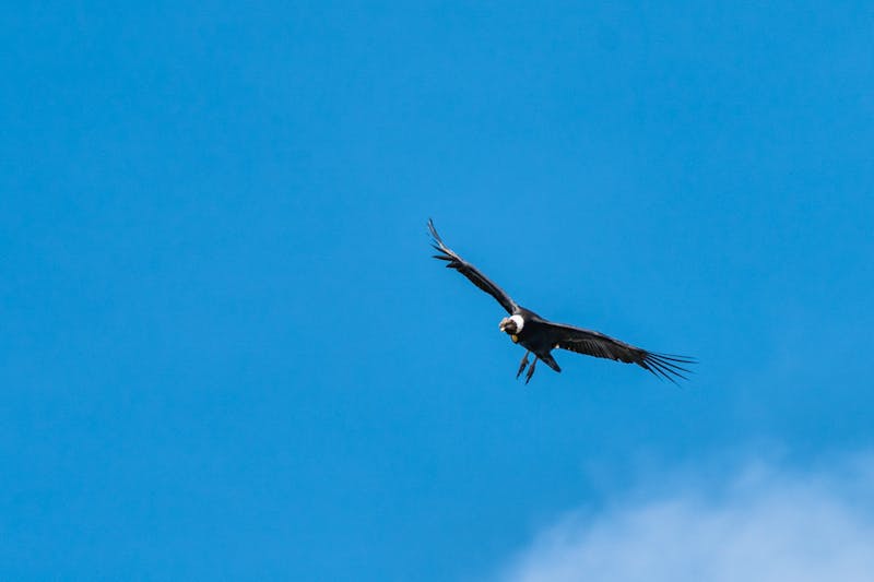 Sichtung eines Andenkondor im Antisana-Nationalpark - &copy;Leonardo - stock.adobe.com