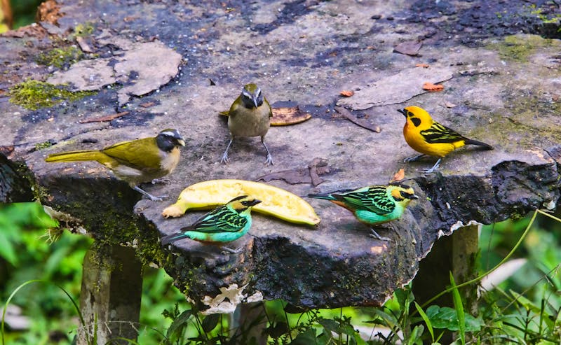 Eine Gruppe von Tangaren - &copy;RaquelMogado - stock.adobe.com