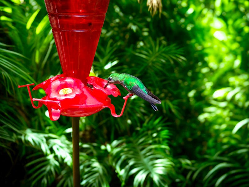 Kolibri an der Futterstation - &copy;Ralf Mehnert - Eberhardt TRAVEL