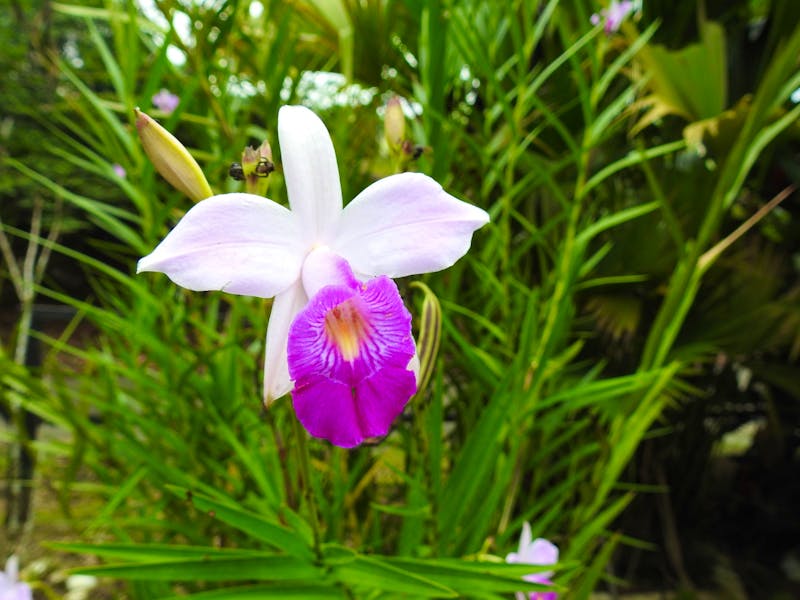 Bambusorchidee - &copy; Sabine Letzybyll - Eberhardt TRAVEL