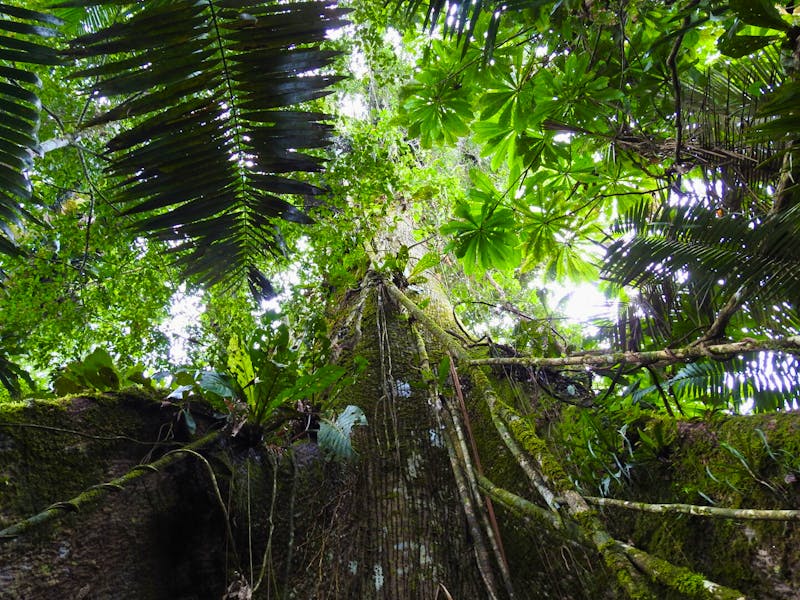 Kapoc Baum Regenwald Ecuador - &copy;Sabine Letzybyll - Eberhardt TRAVEL
