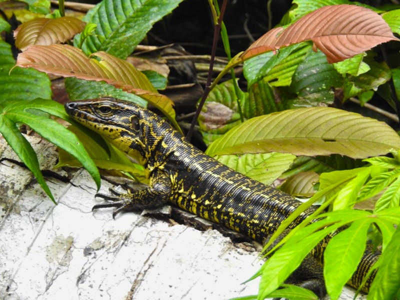 Echse im Regenwald Ecuador - &copy;Sabine Letzybyll - Eberhardt TRAVEL