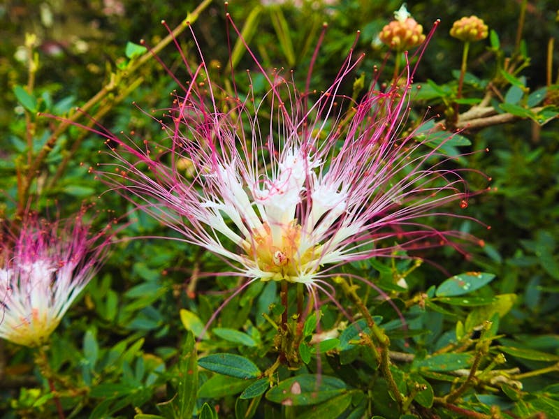 Calliandra (Puderquastenbaum) - &copy;Sabine Letzybyll - Eberhardt TRAVEL