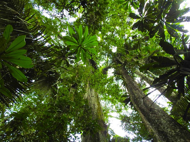 Regenwald in Ecuador - &copy;Sabine Letzybyll - Eberhardt TRAVEL