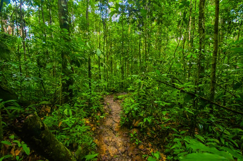 Regenwald in Ecuador  - &copy;Fotos 593 - stock.adobe.com