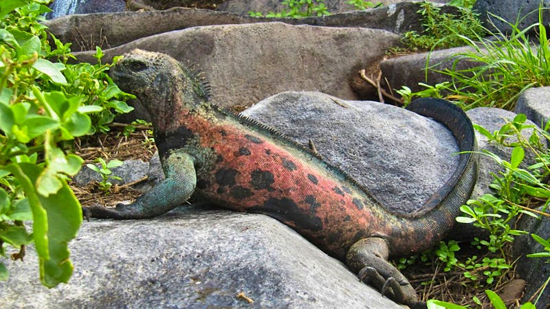 Meeresechse auf der Insel Isabela - &copy; Annette Weise - Eberhardt TRAVEL