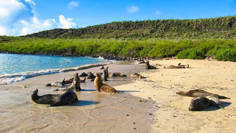 Seelöwen am Strand - &copy;Annette Weise - Eberhardt TRAVEL