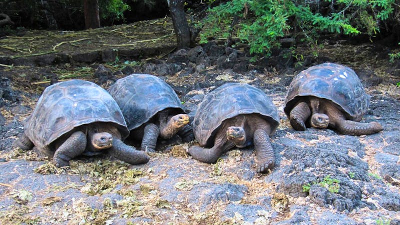  Riesenschildkröten in der Carles-Darwin-Forschungsstation - &copy;Annette Weise - Eberhardt TRAVEL